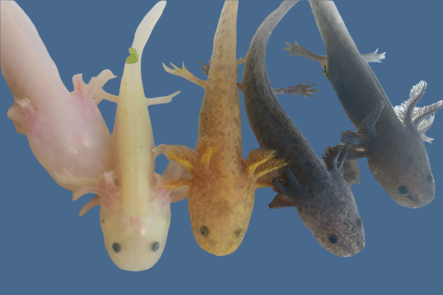 Five different colored newts in a container with a white background